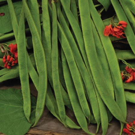 RUNNER BEAN SCARLET EMPEROR