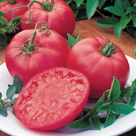 Tomato Seeds | BRANDY BOY HYBRID | Buy Tomato Seeds from Plants of ...