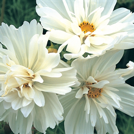 COSMOS COLLARETTE WHITE