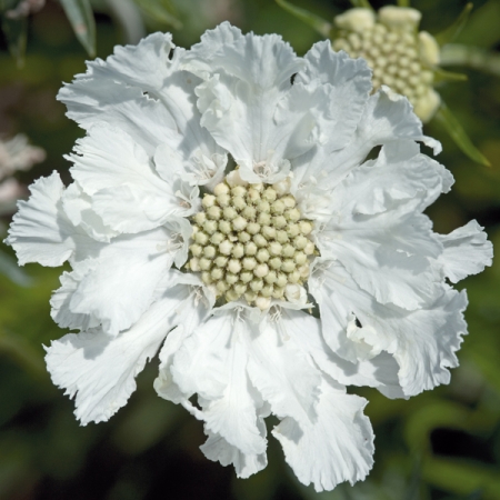 Pin-cushion Flower | SCABIOSA CAUCASICA FAMA WHITE | Perennial Flower Seeds