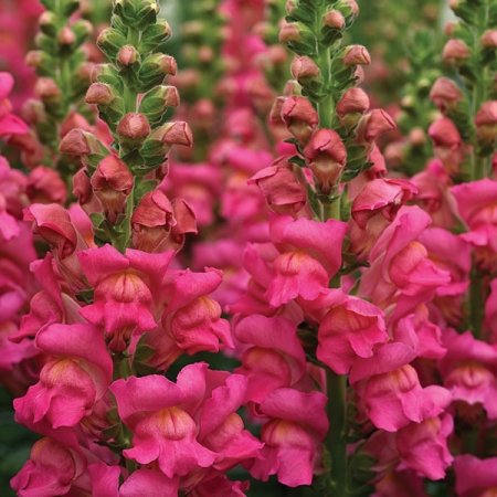 ANTIRRHINUM SEEDS | OVERTURE ROSE F1 | Annual Snapdragon