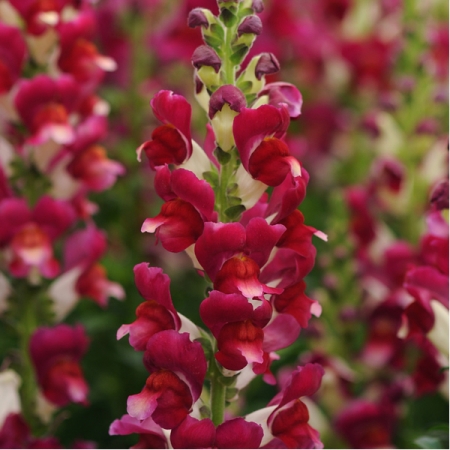 ANTIRRHINUM SEEDS | DELILAH RED F1 | New & Featured Flowers