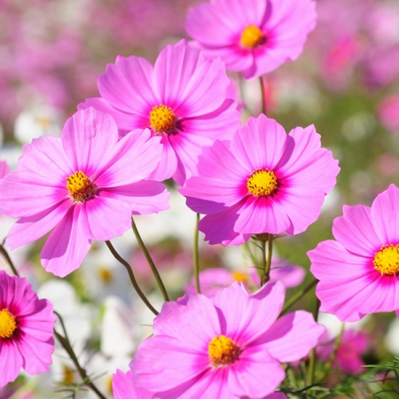 COSMOS SEEDS | SENSATION GLORIA | Annual Flowers