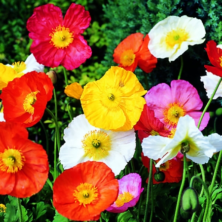 PAPAVER PULCHINELLA MIXED SEEDS | Container Garden Poppies