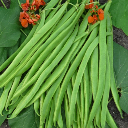 Exhibition Quaility Beans | RUNNER BEAN ENORMA SEEDS | Runner Bean Seeds