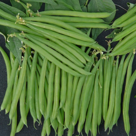 DWARF BEAN STANLEY SEEDS | Premium dwarf bean seeds