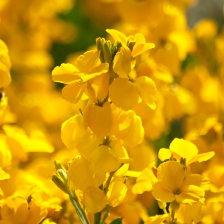 WALLFLOWER SUNSET YELLOW SEEDS | A-Z