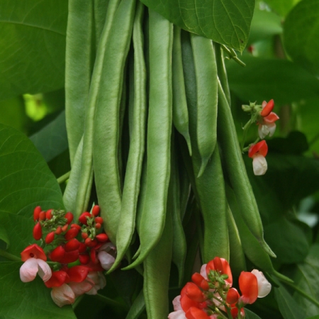 RUNNER BEAN TENDERSTAR