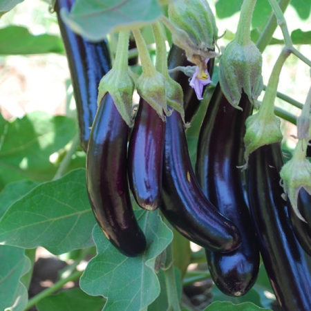 AUBERGINE LITTLE FINGERS SEEDS | Gourmet Selection