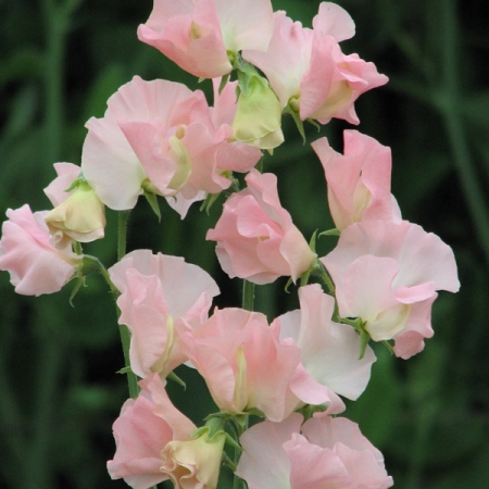 SWEET PEA HEAVEN SCENT SEEDS | New & Featured Flowers