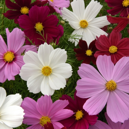 DWARF COSMOS SEEDS | SONATA MIXED | Annual Flowers