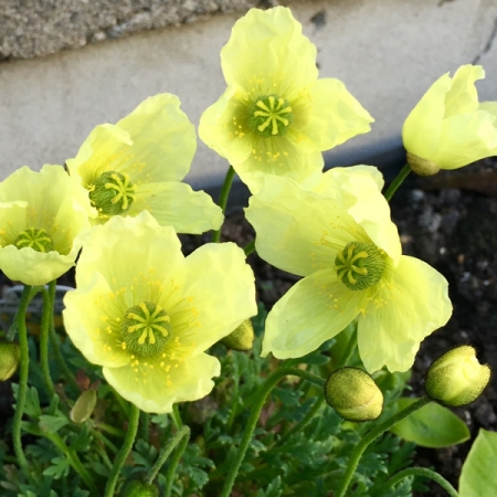 PAPAVER MOONDANCE SEEDS | New & Featured Flowers