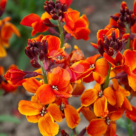 WALLFLOWER ORANGE SUNSET F1 SEEDS | New & Featured Flowers