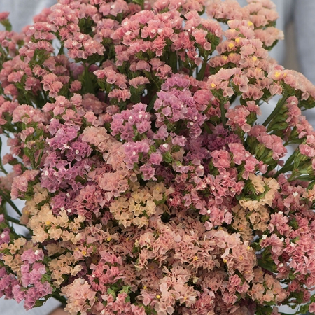 LIMONIUM APRICOT DESIRE