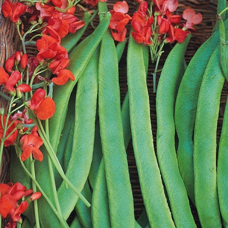 RUNNER BEAN ACHIEVEMENT