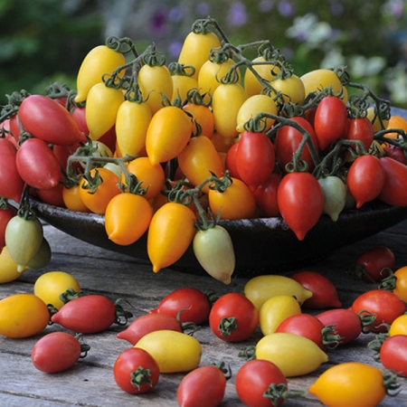 TOMATO PLUMBRELLA MIXED