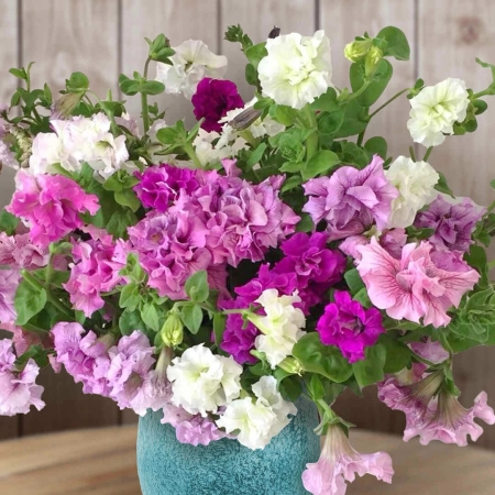 PETUNIA ALLEGRA MIXED