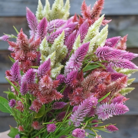 CELOSIA SUMMER SORBET MIXED SEEDS | A-Z