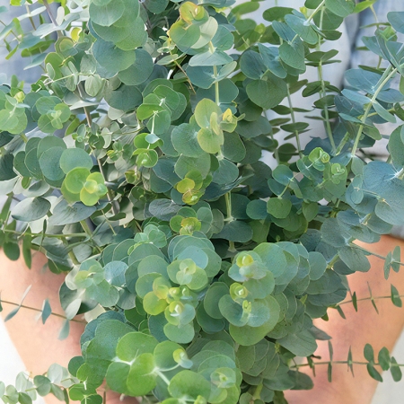 EUCALYPTUS BABY BLUE BOUQUET