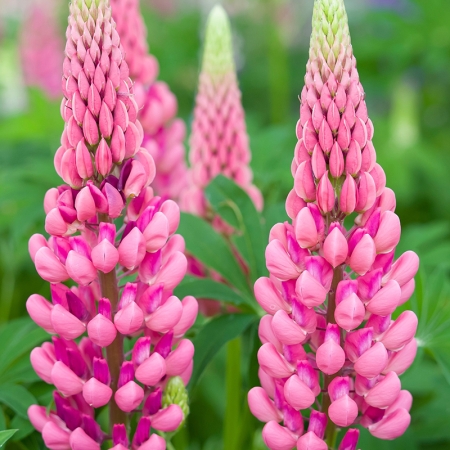 LUPIN PINK LADY SEEDS | Perennial & Biennial Seeds