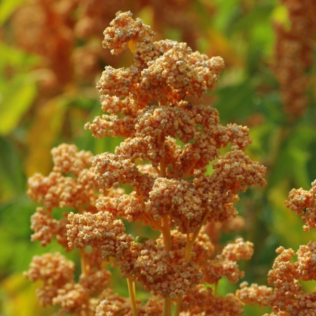 CHENOPODIUM ORO DE VALLE