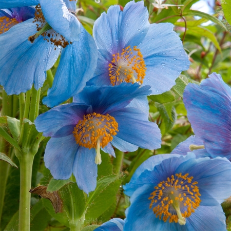 MECONOPSIS LINGHOLM (FORMERLY SHELDONII) SEEDS | A-Z