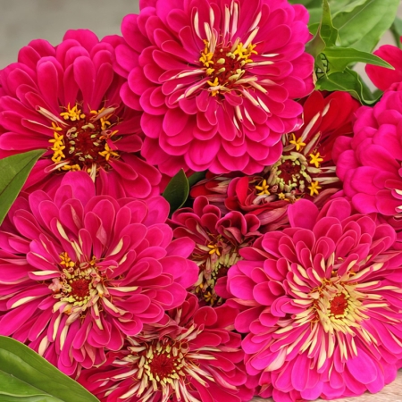 ZINNIA FLORIST CARMINE ROSE F1 SEEDS | New & Featured Flowers