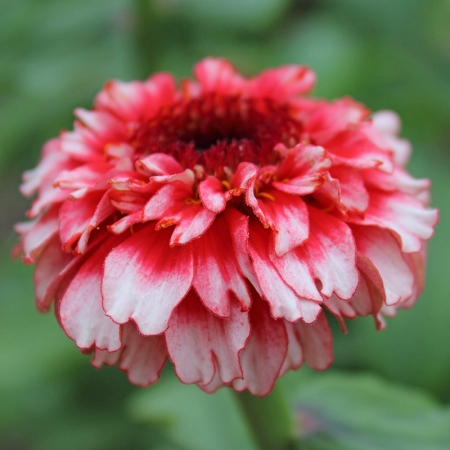 ZINNIA ZINDERELLA FIZZ SEEDS | New & Featured Flowers