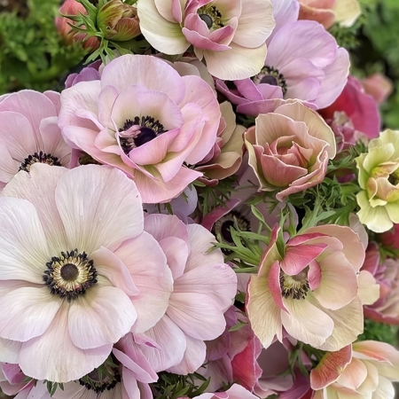 ANEMONE MISTRAL RARITY SEEDS | New & Featured Flowers