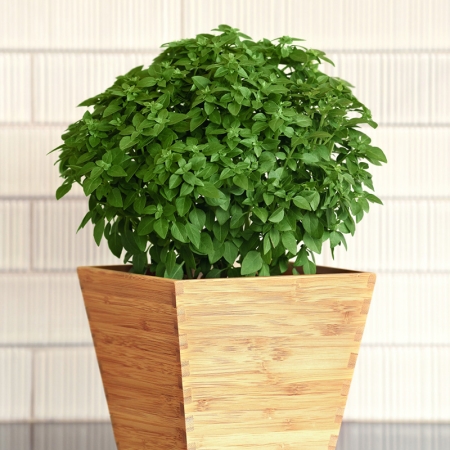 BASIL BONSAI