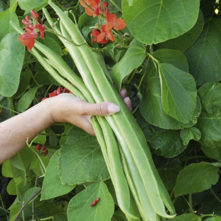 RUNNER BEAN BENCHMASTER