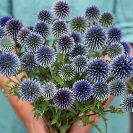 ECHINOPS RITRO