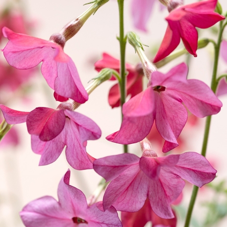 NICOTIANA SIRIUS PINK