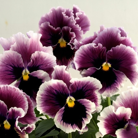 PANSY FLAMENCO BLACKCURRANT SWIRL F1