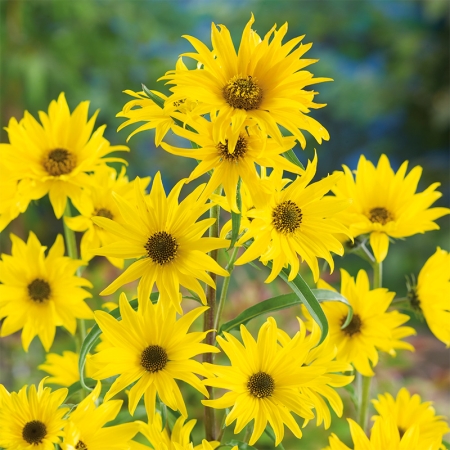 HELIANTHUS MAXIMILIANI