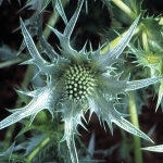 ERYNGIUM GIGANTEUM SILVER GHOST