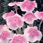 LYCHNIS OCCULATA ANGEL BLUSH