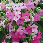 NICOTIANA WHISPER MIXED