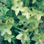 NICOTIANA PERFUME ANTIQUE LIME