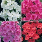 PHLOX PANICULATA CENTURY HYBRIDS