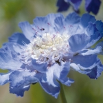 SCABIOSA CAUCASICA FAMA DEEP BLUE RESELECTED