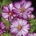 COSMOS FIZZY ROSE PICOTEE