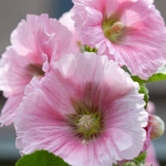 HOLLYHOCK HENRY VIII PINK