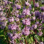 PHLOMIS TUBEROSA