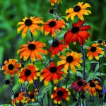 RUDBECKIA TRILOBA PRAIRIE GLOW