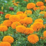 MARIGOLD ELEVATE ORANGE