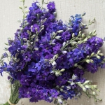 LARKSPUR DARK BLUE