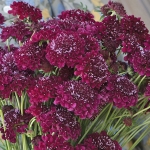 SCABIOSA MERLOT RED