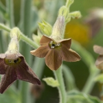 NICOTIANA BRONZE QUEEN