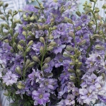 LARKSPUR LITTLE BOY BLUE